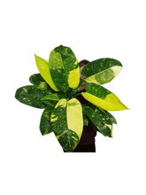 Philodendron Green Congo Variegata groß